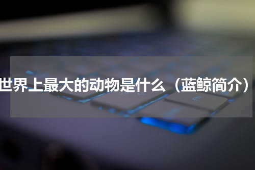 世界上最大的动物是什么（蓝鲸简介）