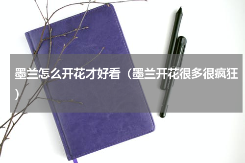 墨兰怎么开花才好看（墨兰开花很多很疯狂）