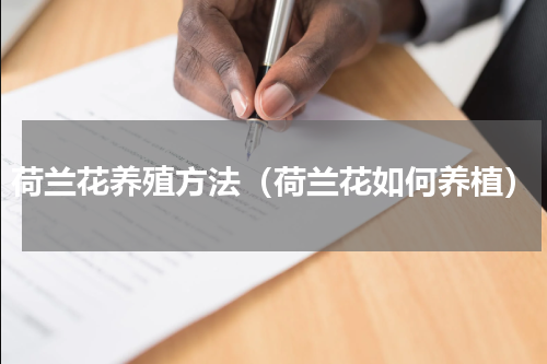 荷兰花养殖方法（荷兰花如何养植）