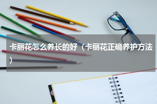 卡丽花怎么养长的好（卡丽花正确养护方法）
