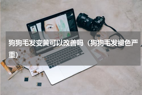 狗狗毛发变黄可以改善吗（狗狗毛发褪色严重）