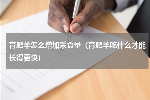 育肥羊怎么增加采食量（育肥羊吃什么才能长得更快）