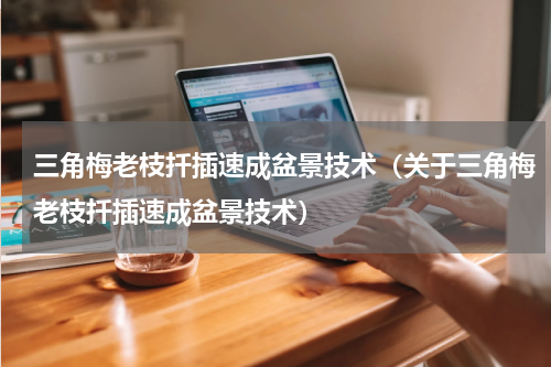 三角梅老枝扦插速成盆景技术（关于三角梅老枝扦插速成盆景技术）