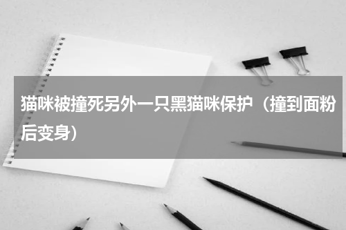 猫咪被撞死另外一只黑猫咪保护（撞到面粉后变身）
