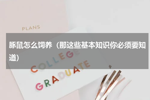 豚鼠怎么饲养（那这些基本知识你必须要知道）