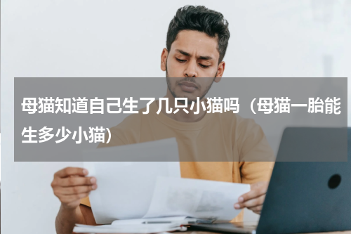 母猫知道自己生了几只小猫吗（母猫一胎能生多少小猫）