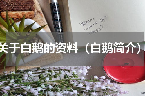 关于白鹅的资料（白鹅简介）