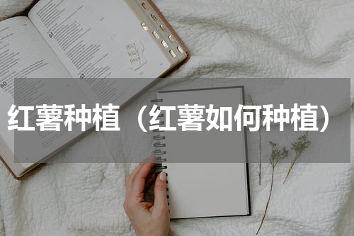 红薯种植（红薯如何种植）