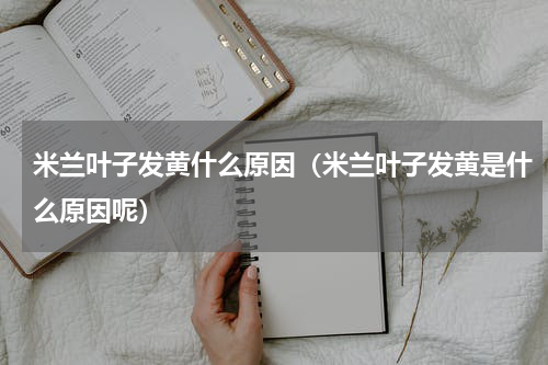 米兰叶子发黄什么原因（米兰叶子发黄是什么原因呢）