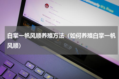 白掌一帆风顺养殖方法（如何养殖白掌一帆风顺）