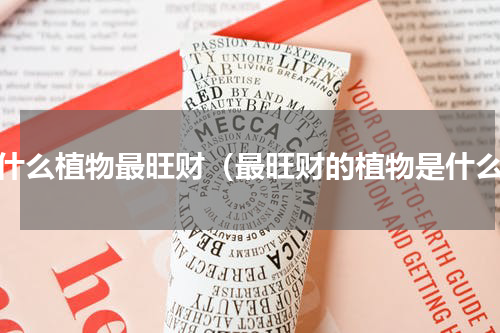 养什么植物最旺财（最旺财的植物是什么）