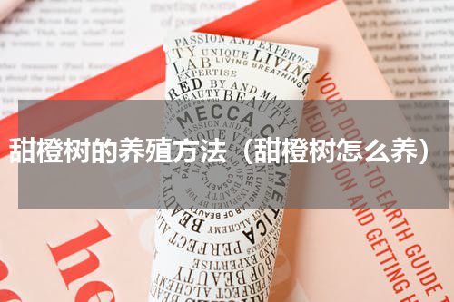 甜橙树的养殖方法（甜橙树怎么养）