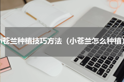 小苍兰种植技巧方法（小苍兰怎么种植）