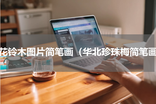 黄花铃木图片简笔画（华北珍珠梅简笔画）