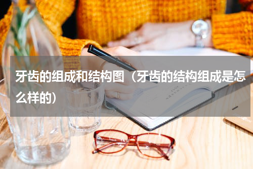 牙齿的组成和结构图（牙齿的结构组成是怎么样的）