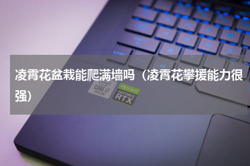 凌霄花盆栽能爬满墙吗（凌霄花攀援能力很强）