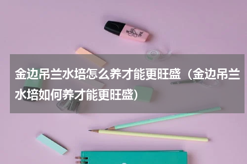 金边吊兰水培怎么养才能更旺盛（金边吊兰水培如何养才能更旺盛）