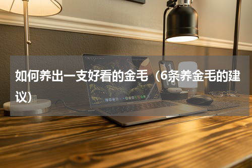 如何养出一支好看的金毛（6条养金毛的建议）