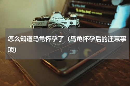 怎么知道乌龟怀孕了（乌龟怀孕后的注意事项）