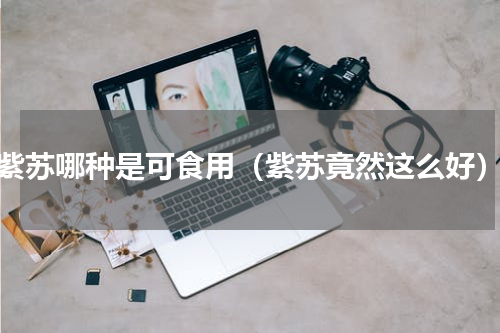 紫苏哪种是可食用（紫苏竟然这么好）