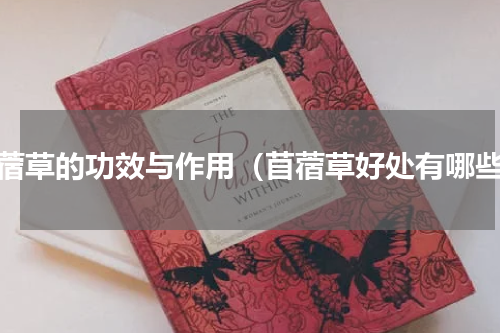 苜蓿草的功效与作用（苜蓿草好处有哪些）