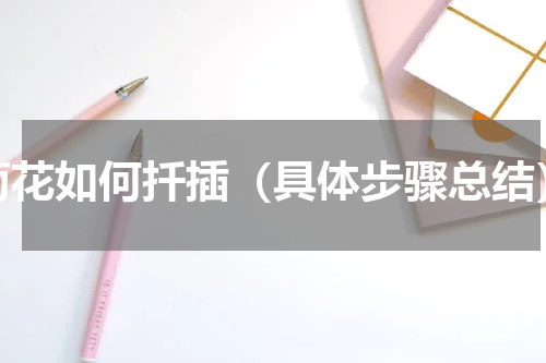 菊花如何扦插（具体步骤总结）