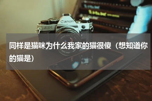 同样是猫咪为什么我家的猫很傻（想知道你的猫是）