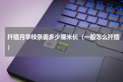 扦插月季枝条要多少厘米长（一般怎么扦插）