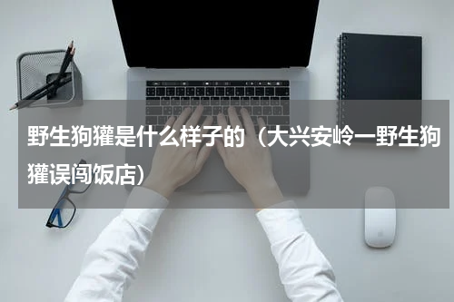 野生狗獾是什么样子的（大兴安岭一野生狗獾误闯饭店）