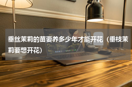 垂丝茉莉的苗要养多少年才能开花（垂枝茉莉要想开花）