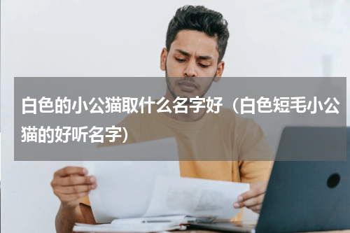 白色的小公猫取什么名字好（白色短毛小公猫的好听名字）