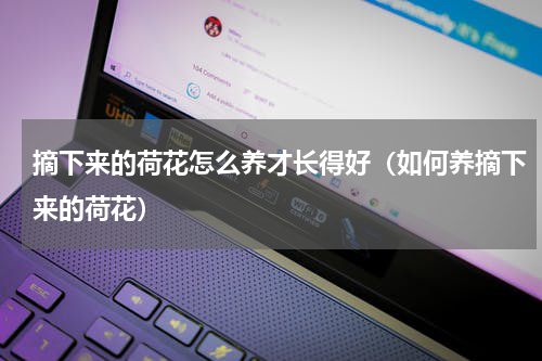 摘下来的荷花怎么养才长得好（如何养摘下来的荷花）