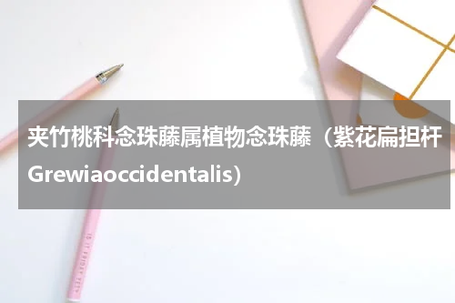 夹竹桃科念珠藤属植物念珠藤（紫花扁担杆Grewiaoccidentalis）