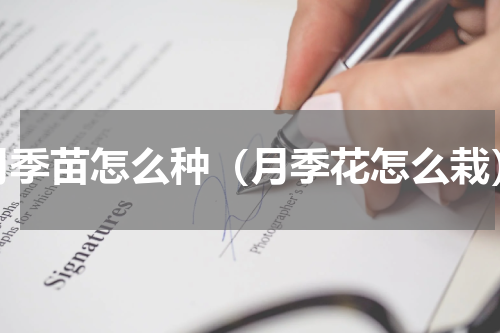 月季苗怎么种（月季花怎么栽）