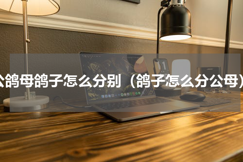 公鸽母鸽子怎么分别（鸽子怎么分公母）