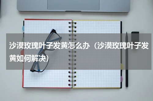沙漠玫瑰叶子发黄怎么办（沙漠玫瑰叶子发黄如何解决）