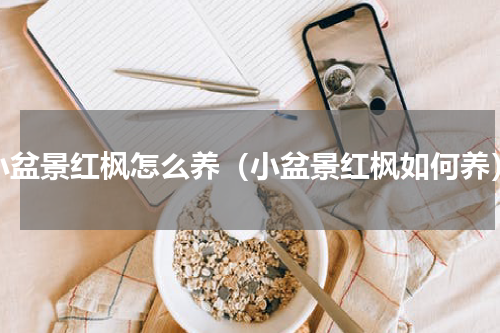 小盆景红枫怎么养（小盆景红枫如何养）