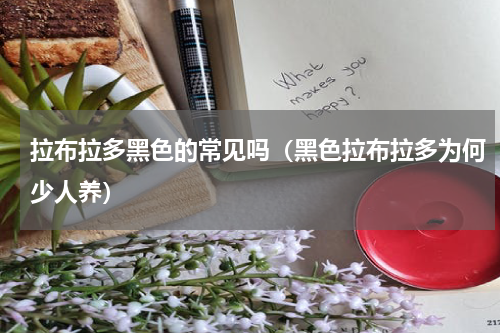 拉布拉多黑色的常见吗（黑色拉布拉多为何少人养）