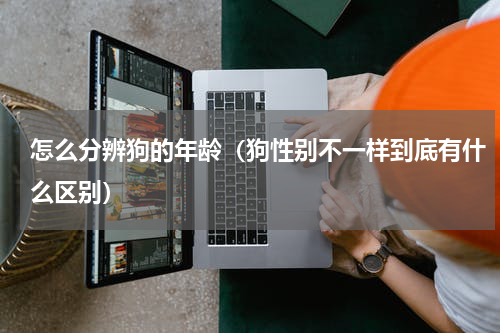 怎么分辨狗的年龄（狗性别不一样到底有什么区别）