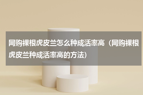 网购裸根虎皮兰怎么种成活率高（网购裸根虎皮兰种成活率高的方法）