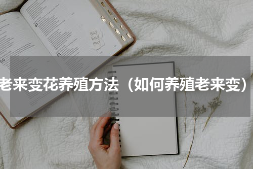 老来变花养殖方法（如何养殖老来变）