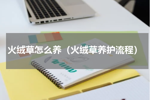 火绒草怎么养（火绒草养护流程）