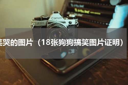 笑哭的图片（18张狗狗搞笑图片证明）