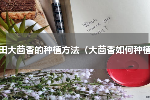 大田大茴香的种植方法（大茴香如何种植）