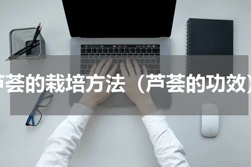 芦荟的栽培方法（芦荟的功效）