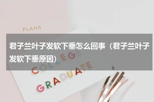 君子兰叶子发软下垂怎么回事（君子兰叶子发软下垂原因）