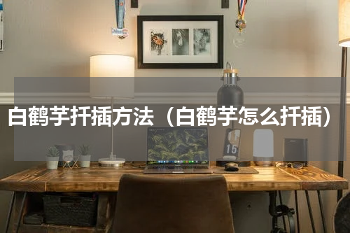 白鹤芋扦插方法（白鹤芋怎么扦插）