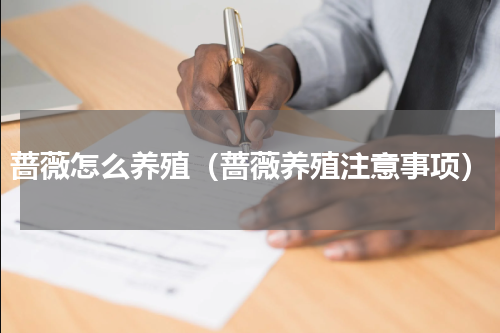 蔷薇怎么养殖（蔷薇养殖注意事项）