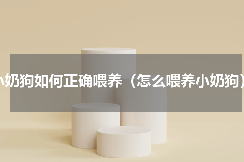 小奶狗如何正确喂养（怎么喂养小奶狗）