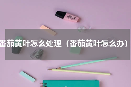 番茄黄叶怎么处理（番茄黄叶怎么办）